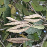 Chonemorpha fragrans (Moon) Alston